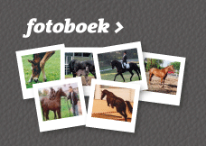 fotoboek 3